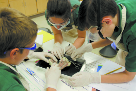St. Anthony students (l-r) Walt Williams, Zoie Jewusiak and Philip Smith work dissecting a heart during science class. (Photo by Kristian Beatty)