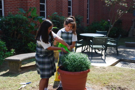 NATCHEZ – Cathedral School fifth-grade students Emma Ledford and Sarah Katherine  recently tried their green thumbs at planting mums in the Seton Hall garden. 